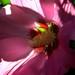 Hibiscus syriacus