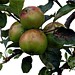 Äpfel