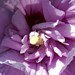 Hibiscus syriacus 'Lavender Chiffon'