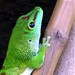 Reptil
