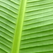 Bananenblatt