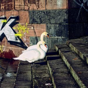Urban Swans