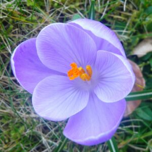 Crocus