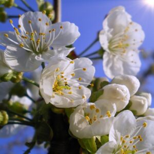 Kirschblüten