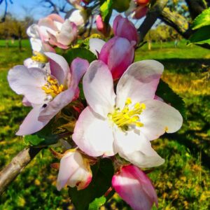 Apfelblüten