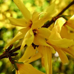 Forsythie