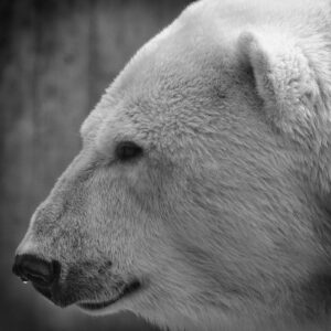 Eisbär