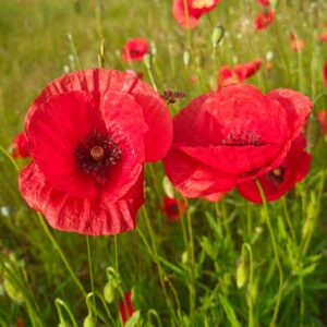 Mohn