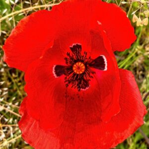 Mohnblüte