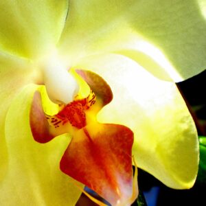 Orchidee