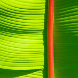 Bananenblatt