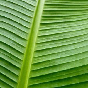 Bananenblatt
