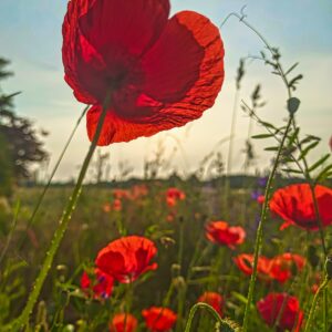 Mohn