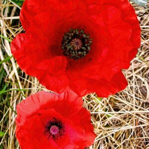 Mohn