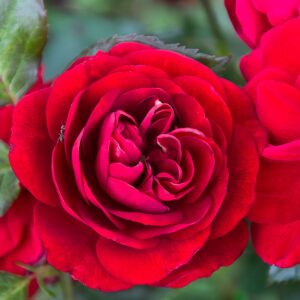 Rose und Ameise