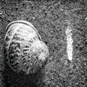 Schnecke