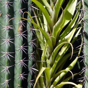 Neoraimondia und Tillandsia