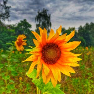 Sonnenblumen