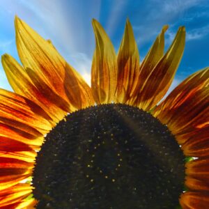 Sonnenblume