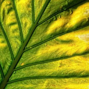 Alocasia