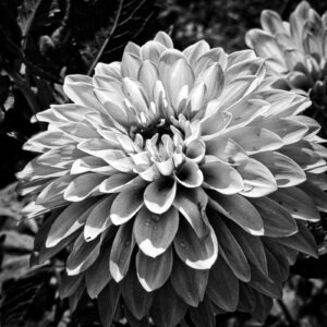 Dahlia