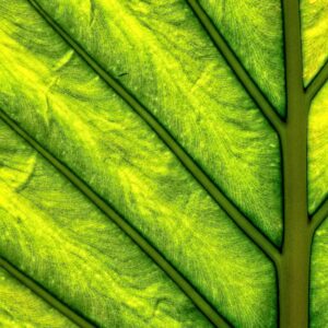 Veins